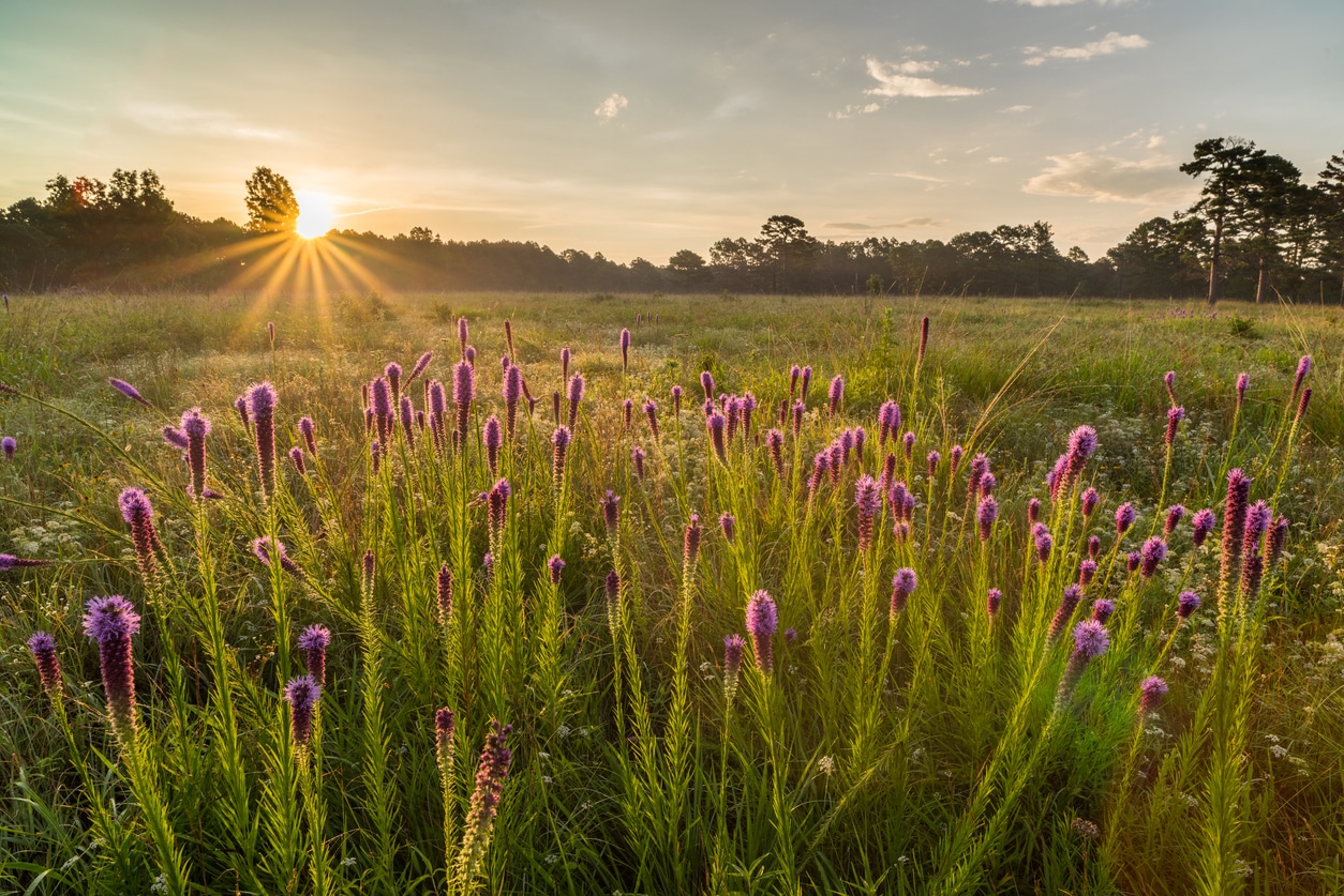 This patch of gayfeather was photographed at sunrise